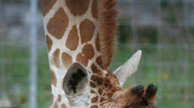 10 Facts About San Antonio's Newborn Twin Giraffes, Wasswa & Nakato