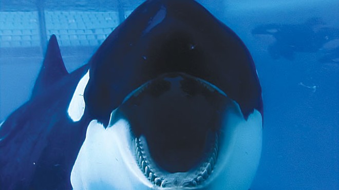 Can Captivity Kill?: New documentary targets SeaWorld