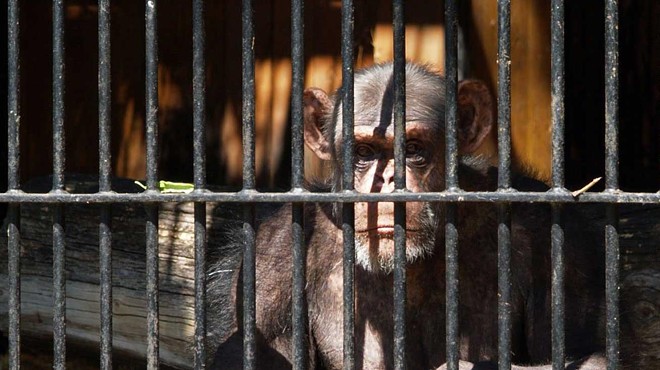 Chimpanzees gaining new protections that may further limit medical use at SA lab