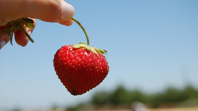 Picking Strawberries Equals A Berry Good Time