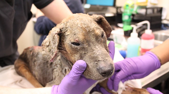 Puppy dies after being burned and stuffed in garbage bag