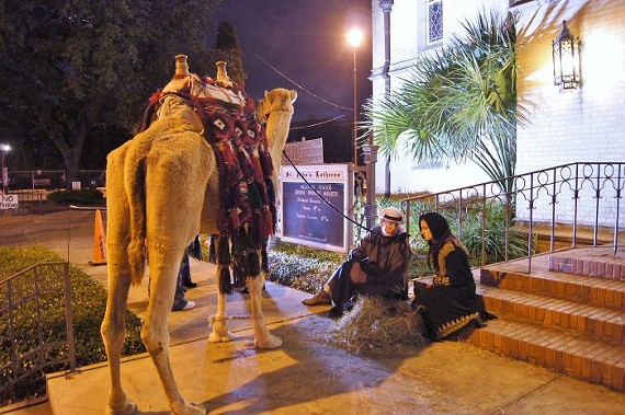 San Antonio's only live, interactive and bilingual Nativity features many animals, including this camel.