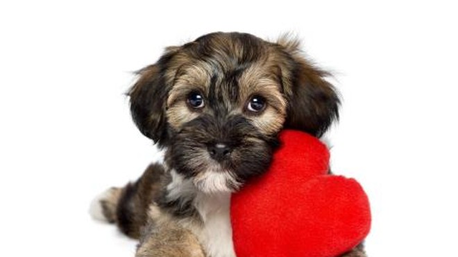 Adopt a pawsitively lovable dog this Valentine's Day.