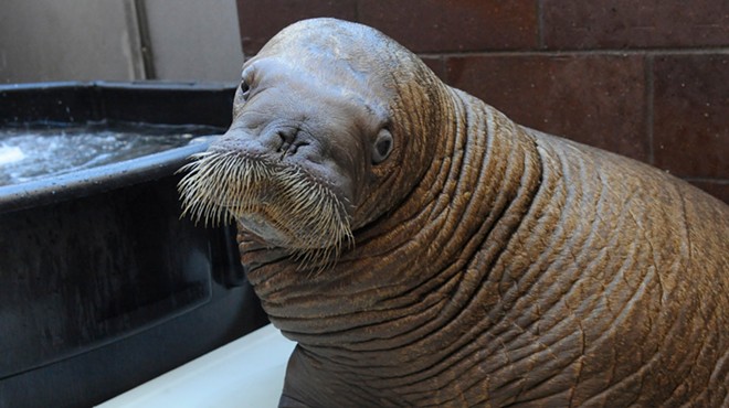 SeaWorld Takes In An Orphaned Baby Walrus