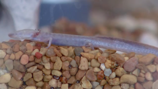 The screen grab from a City of Austin YouTube video shows the Austin blind salamander.