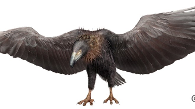 The Texas-sized 'monster' bird that created a huge flap back in 1975