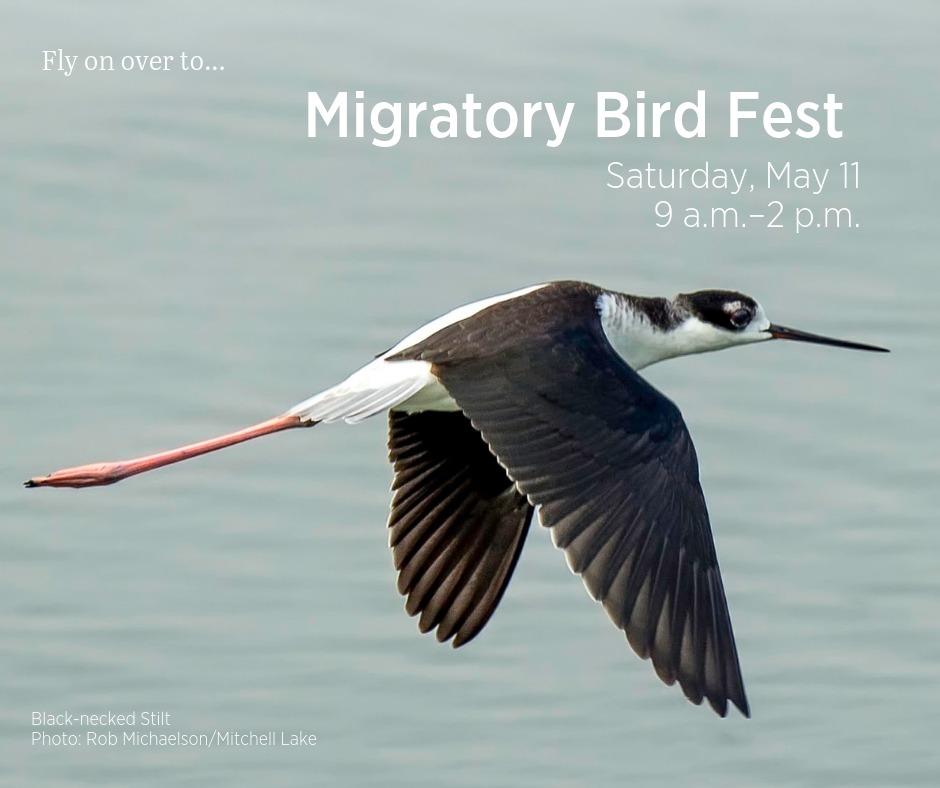 migratory_bird_fest.png