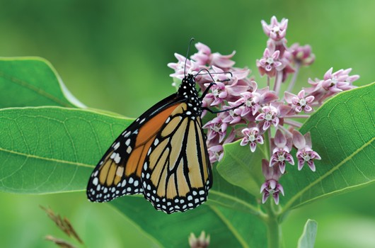 fa8a2ff5_monarch_on_milkweed_flower_530_pollinators.jpg