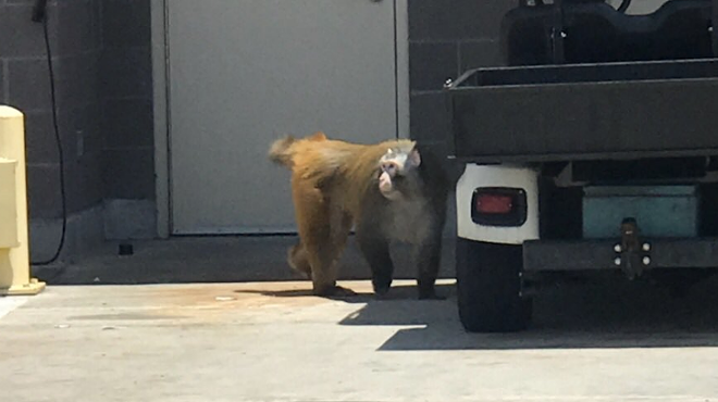 Baboon Escapes Crate, Runs Around San Antonio Airport