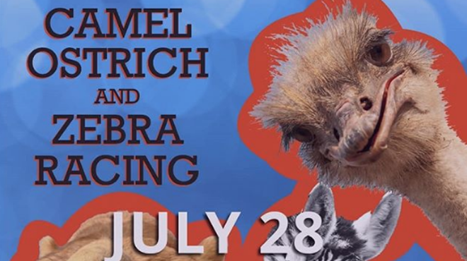 Camel, Ostrich and Zebra Racing