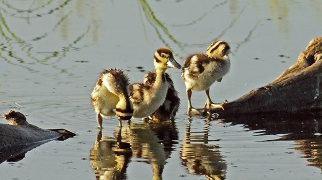 Black-bellied Whistling ducklings spotted in Bentsen-Rio Grande Valley State Park, which would be bisected by President Trump's proposed border wall.