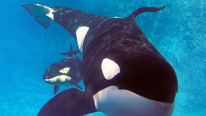 SeaWorld's Last Remaining Shamu-themed Ride Just Closed