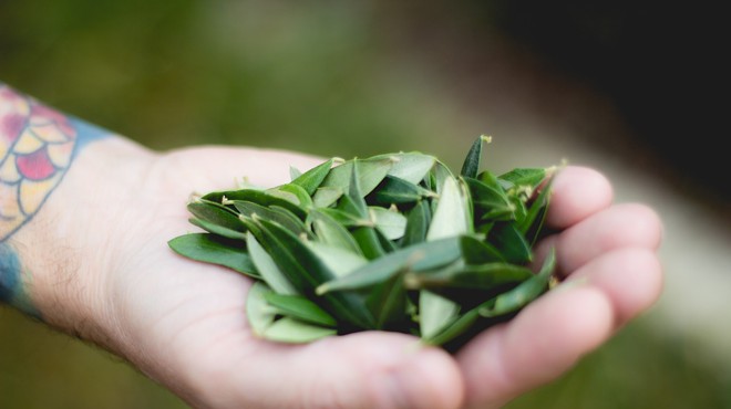 San Antonio Chef Launches Kickstarter for Olive Leaf Tea (2)