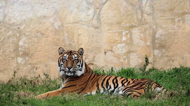 Tiger at San Antonio Zoo Dies After Undergoing Routine Physical