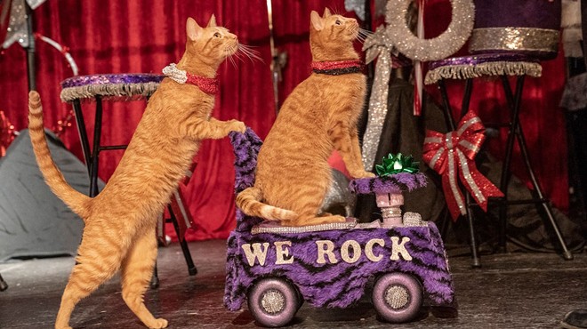 Josephine Theatre Offering Feline Fun with Return of the Amazing Acro-Cats