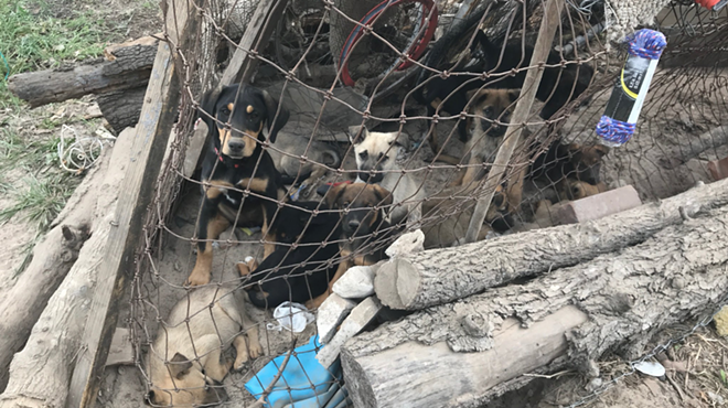 Dozens of Dogs Rescued From Poor Living Conditions at South Bexar County Home