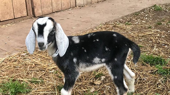 San Antonio Chefs Host 'Toats McGoats' Dinner to Benefit Dairy Farm