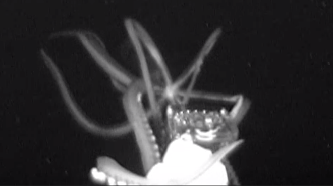 San Antonio Deep Sea Scientist Among the Crew That Captured First Footage of Giant Squid in the U.S.