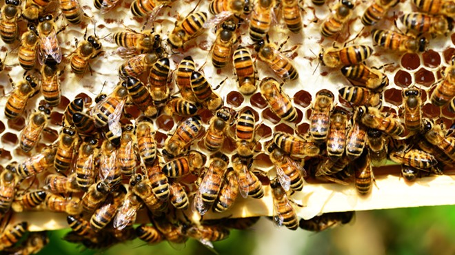 Environmental Group Delivers Petitions to Texas Legislature Demanding Ban on Bee-Killing Pesticide