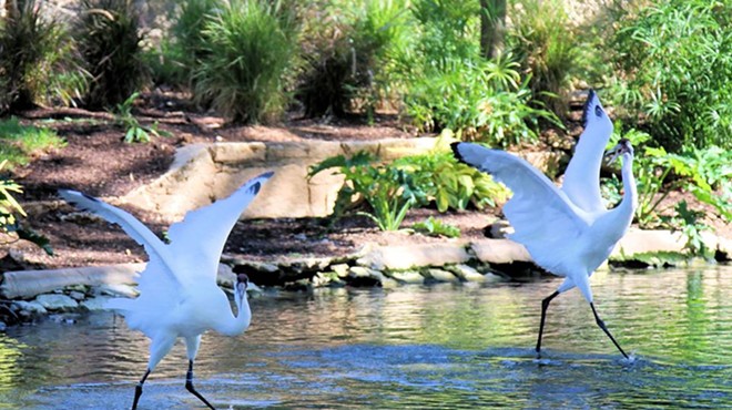 San Antonio Zoo Opens New Whooping Crane Habitat