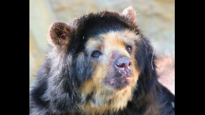 San Antonio Zoo Puts Down 28-Year-Old Spectacled Bear (2)