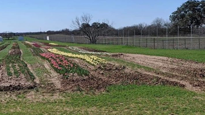 Some San Antonians Tweeting Their Disappointment About the Tulip Field That Just Opened