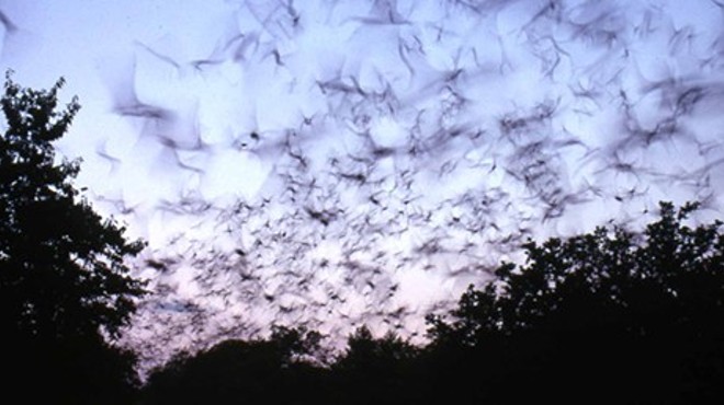 Batty About Bats