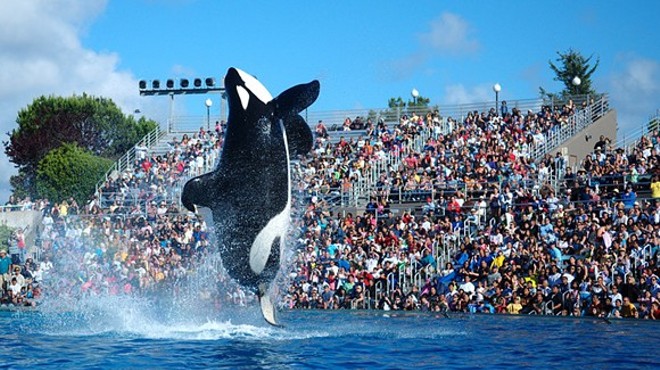 Five Things Rumored to be on the Agenda of SeaWorld's Nov. 9 webcast