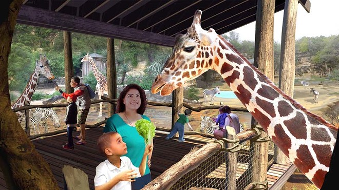 Giraffes will debut at the San Antonio Zoo's Africa Live exhibit this week.
