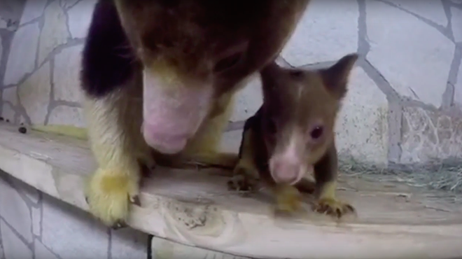 Look at This Cute, but Endangered, Tree Kangaroo Born at the San Antonio Zoo