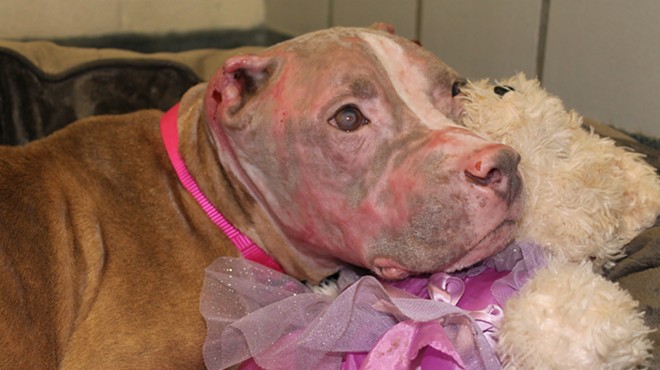 Man Who Attacked Pit Bull With Hydrochloric Acid Sentenced to Four Years in Prison