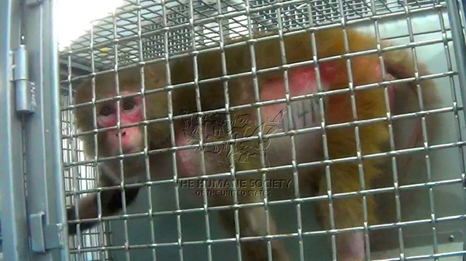 According to a 2014 HSUS investigation, some monkeys at the Southwest National Primate Research Center plucked their hair due to stress.