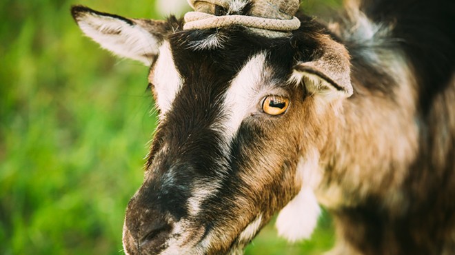 PETA Claims Medics at Fort Sam Houston Are Shooting, Stabbing Goats