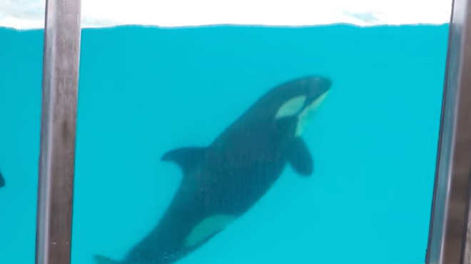 SeaWorld's Last Orca Calf Dies in San Antonio