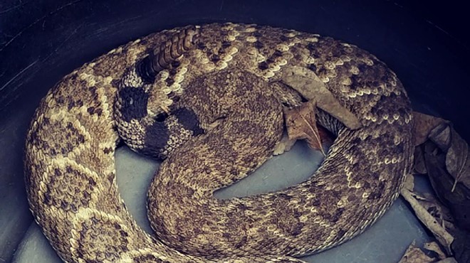 Government Canyon Employees Alert Visitors After Rattlesnake Found Near Parking Lot