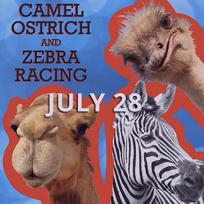 Camel, Ostrich and Zebra Racing