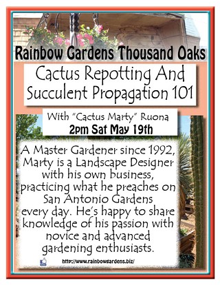 Cactus Re-Potting and Succulent Propagation