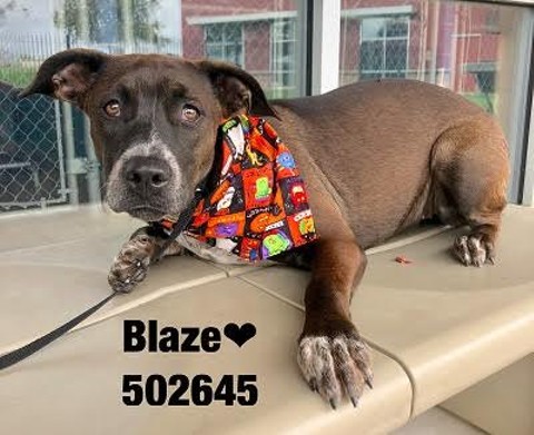 BLAZE
Blaze is a sweet and gentle girl who is a bit sad right now. Her kennel mate got adopted so now she’s here all alone. Gentle pets help her to feel more comfortable. With time and love she will make a great cuddle buddy. Doesn’t mind being handled and held. Good with dogs. 10mo 35lbs