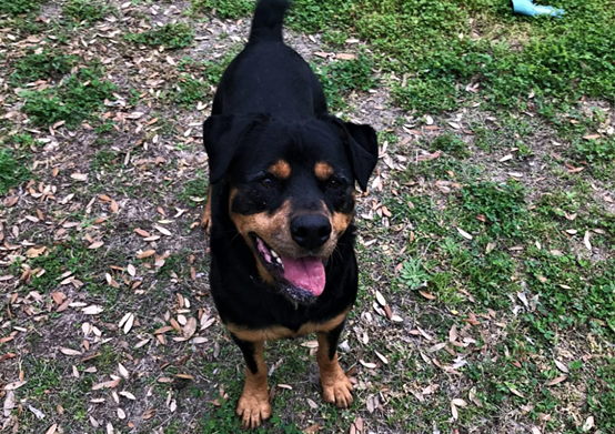 Thor
"Sometimes people are afraid of Rotties, but look at this smile! Do I look fearsome? Treats are the only thing that need to be afraid of me, because I will gobble them up! But I do sit on command first. I am somewhat nervous around people I haven’t gotten to know because I haven’t been an inside dog, but an experienced owner can help me overcome that. I have all the makings of a Good Boy, and that’s what I want to be. Can you help?"