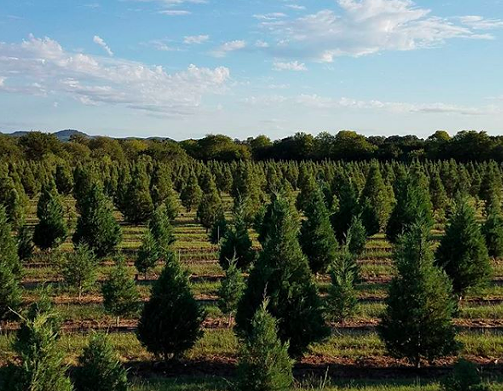 Pipe Creek Tree Farm
805 Phils Road, Pipe Creek, (210) 426-6191, pipecreekchristmastrees.com
Just a short drive to the Hill Country and you’ll be able to visit the land of “living Christmas trees.” This farm is open 11 a.m. to 5:30 p.m. daily so that Texans near and far can pick out and cut their fresh tree of choice. The folks here can cut the tree if you want them to, and they can also wrap your tree for the ride home. If you visit on the weekends, you and the family can also take a hayride!
Photo via Instagram / sowingseedstx