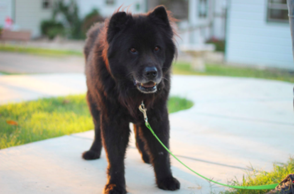 Lloyd"No, I am not a bear, I’m just Lloyd the handsome chow chow mix. I was brought to ADL due to Hurricane Harvey and now I’m ready to find a forever home! My handsome bear-ish looks get me a lot of attention. Most people have the urge to give me a big ol’ hug because I look like a big cuddly bear, but please, take it easy with me! I am deaf and don’t have the best eye sight, so it’s very easy to startle me. I also prefer to not have my neck touched. It’s just not my thing! Since children like to hug, I prefer a home with no children. Overall, I am a friendly old man. I also enjoy slow strolls in the park and I like treats. I’m looking for a calm home where I can relax and be loved. I would probably be okay with a little dog sibling too, one who is as calm as me. Do you think you can be that special person for me? Then come by and visit me!"