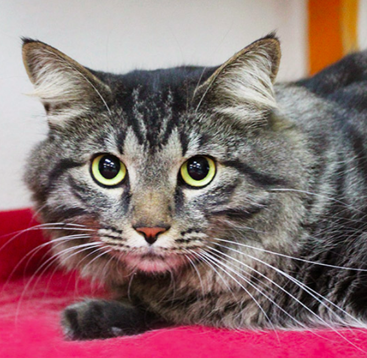 Tobie
"Tobie could be a girl or boy name and I’m a boy. I’m not a web-slinging action hero like Tobey Maguire but I’m willing to be your friendly forever home cat. Don’t walk, don’t run…swing in to meet me!"