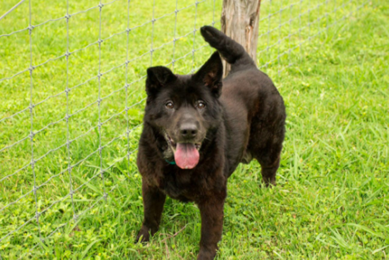 Nova
"Hi, I’m Nova! From afar I may look like a black bear cub but I’m all dog. I am a gentle dog too! I prefer to take it easy in life. Due to an old injury, I came to ADL as a tripod but I know how to use my three legs well! However, I have cataracts so my vision isn’t the best and I sometimes need a little guidance when out for a walk. Overall, I am a lovable dog and would like to find a calm home where I can hang out with my human. Please consider opening your heart to an oldie and goodie like me!"