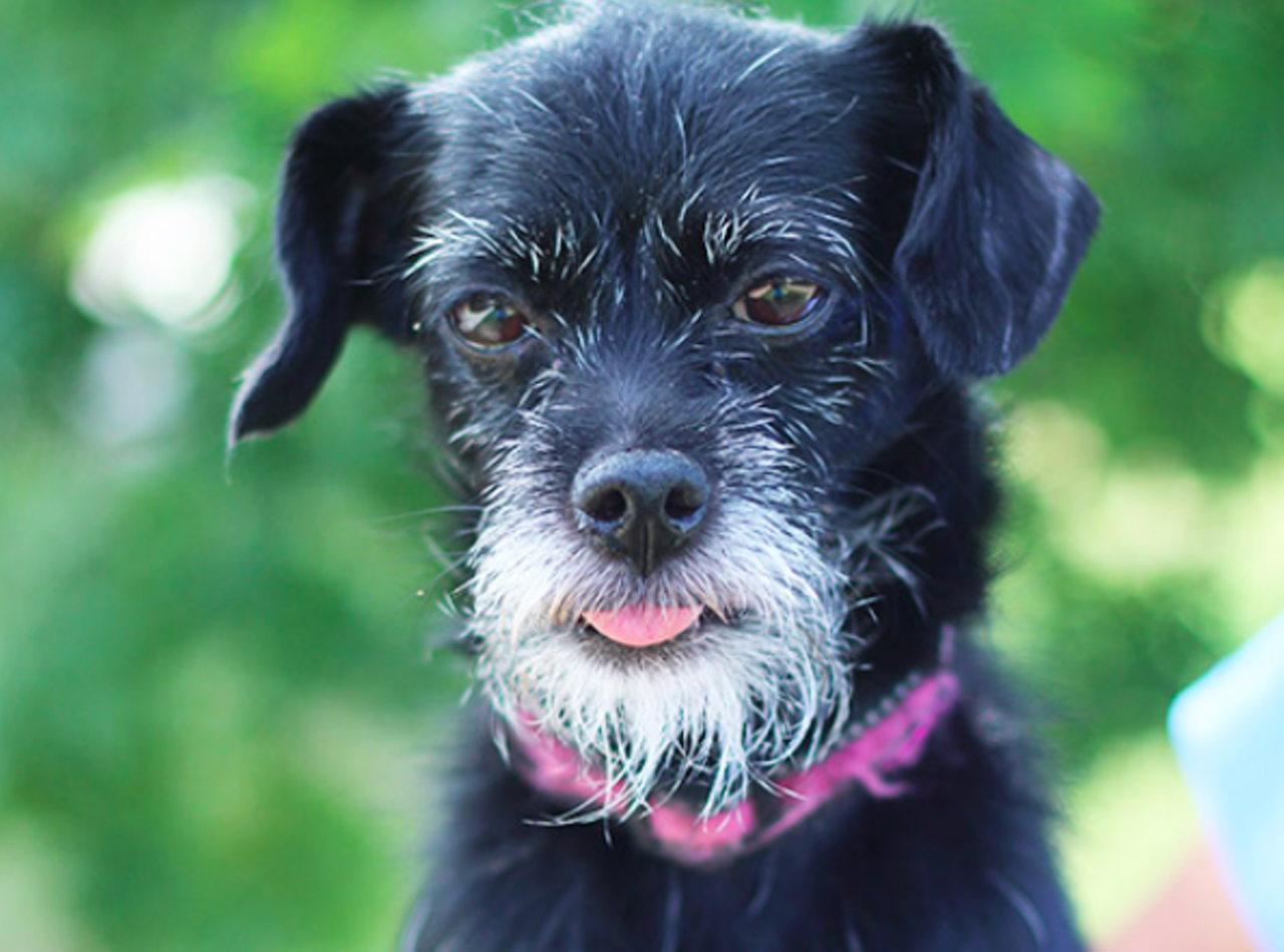 Olivia
"Hi, I’m Olivia! Don’t I look like an old wise man with my scruffy beard? Well, I’m actually just a 5-year-old bearded lady. I’m sweet, loving, calm, and prefer to be held most of the time. I also love treats and enjoy calm walks in the park. I get along with most dogs and kiddos. I have something special about my heart that they call a heart murmur and the staff can tell you more about that. All I know is that this heart of mine is full of love! If you’re looking for a gentle furry companion, then give me a chance to be your friend!"