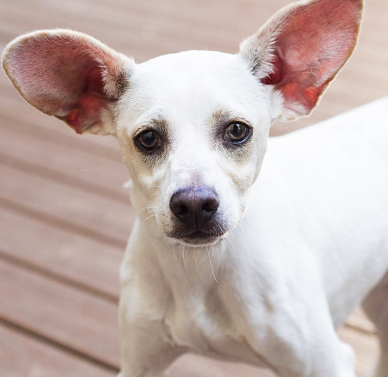 Herby
"Hi there! My name is Herby the Love Bug! Go ahead and tell me how much you love me, I’m all ears! They’re pretty big but I think it makes me look adorable! Don’t you think so too? I’m a charming, playful, goofy, and super curious little guy! I would love to go on adventures with you!"