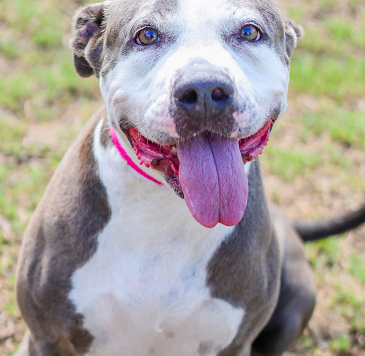 Missy
"Hello, hello, hello, hello! I’m Missy, the best gal you will ever meet. I am so excited to get to meet you and I will be even more excited if I get to see you in person near me! I am a very jolly and playful gal who loves to be goofy and always wants to have everyone smiling. We should definitely meet right now! Can’t wait till we hang around the doggie park and become a forever family."