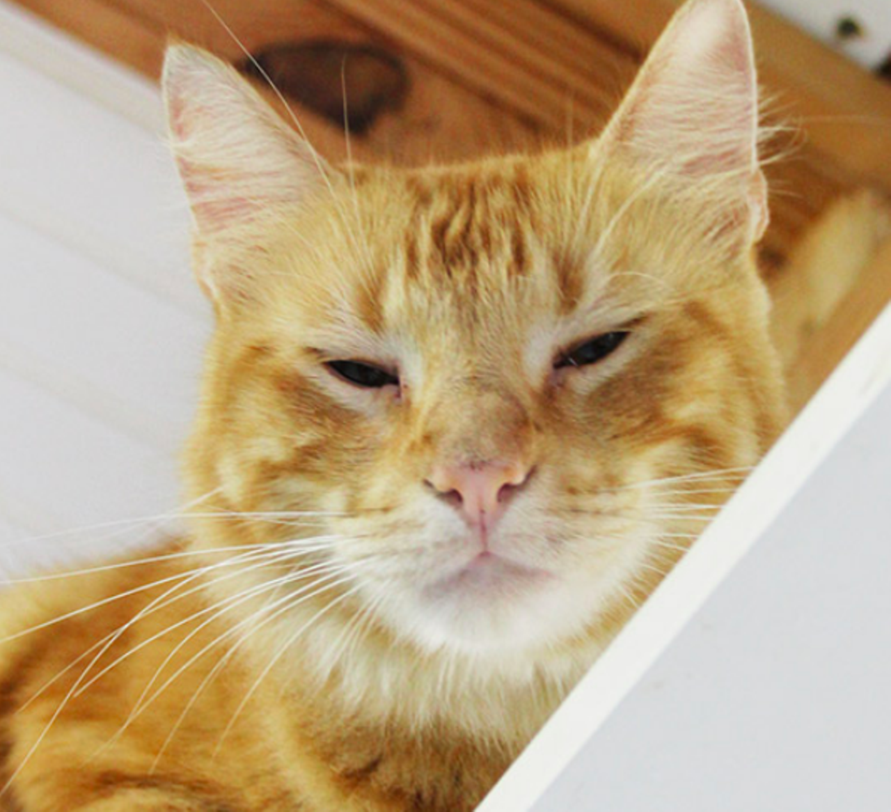 Albus
"Hello, I am Albus! I enjoy  hanging out in high spots in the cattery so that I can check out everything below me. I like to be lazy and enjoy head rubs. Overall, I’m a nice guy and aren’t I handsome? Let’s meet so that we can see if I’m the perfect friend for you!"