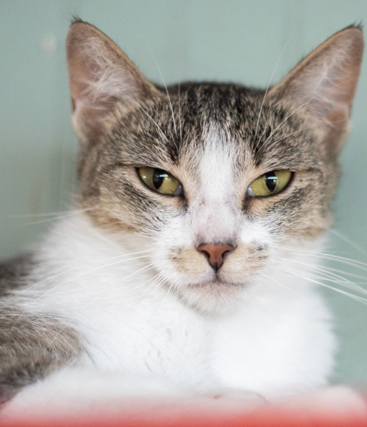 Skittles
"I’m an active and playful kitty who can entertain you for hours with my wild antics. I do know how to calm and down and I love a good snuggle. “Taste the Rainbow” and come adopt me today!"