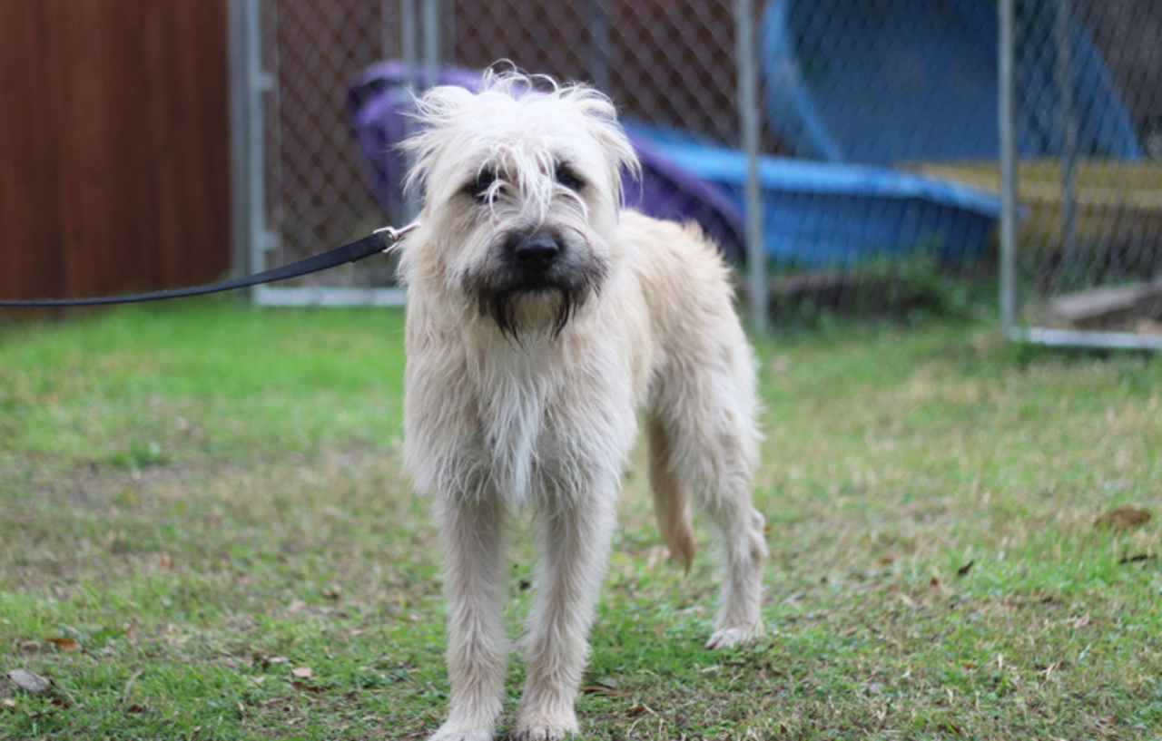 Colt
"Hi, I’m Colt! I’m a bashful boy with cute scraggly Benji-like hair. I’m currently looking for a special person who’ll understand that I’m a bit of a nervous guy. However, I can be playful and enjoy having fun! You’ll just need to go slow with me when we meet. I’m trying my best to build up courage and I’m sure with the right person in a loving home, my personality will blossom! If you’re willing to give me a chance at a forever home, then please come spend some quality time with me!"