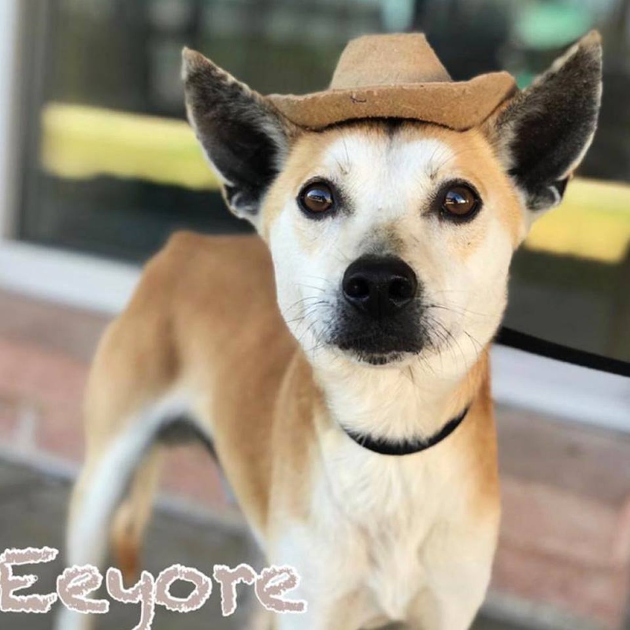 Eeyore
Howdy!  Eeyore is a spunky one-year-old terrier mix that is ready to ride off into the sunset together! He can take on any rodeo and is a great fit for a smaller home or even an apartment (though he certainly won't complain about more space!) You may need to teach him how to square dance, but he's a quick learner and can astound you with what he can pick up with just a few lessons. Terrier mix, 1 year old.